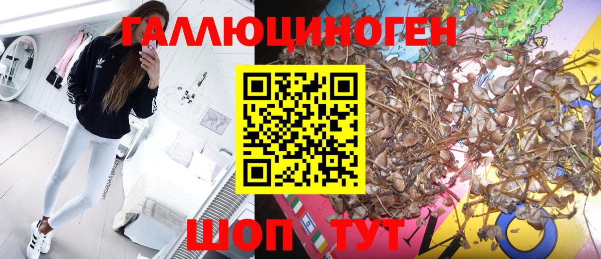 Галлюциногенные грибы Cubensis Коряжма
